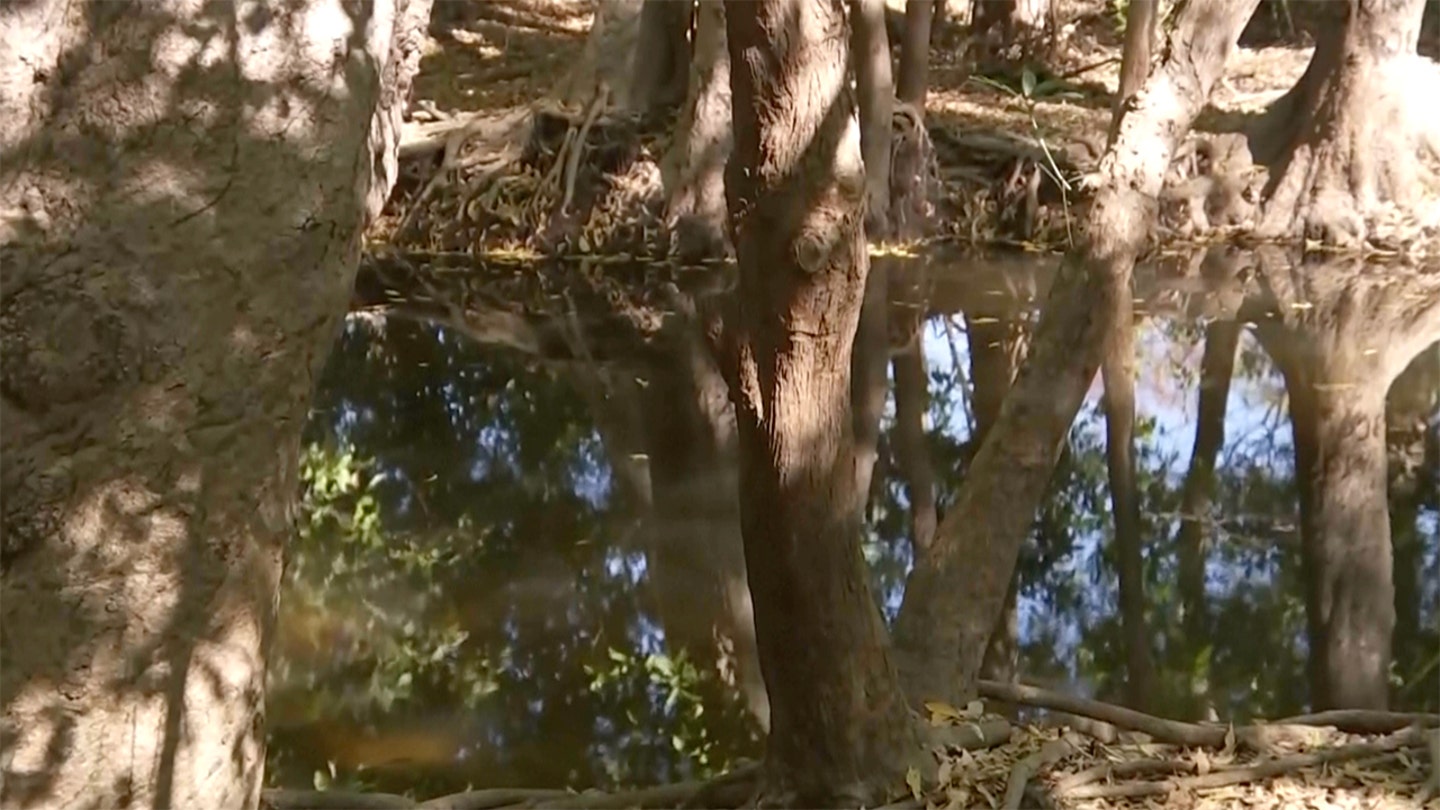 Australian girl, 12, killed by crocodile while swimming in creek