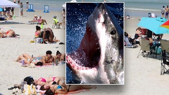 Tourist bitten by shark at Florida beach while playing football in knee-deep water