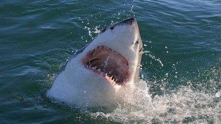 What to do if you have a shark encounter at the beach?