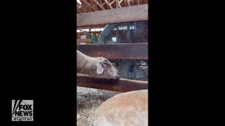 Sheep spotted cooling off by large fan during summer heat - Fox News