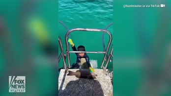 Young boy bitten by shark amid spearfishing trip with dad