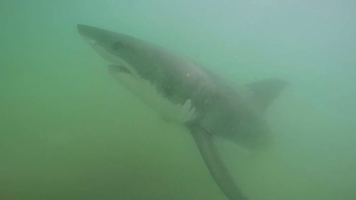 California scientists tag sharks in Pacific Ocean