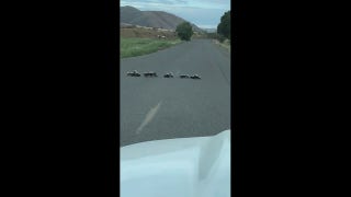 Skunk family ushered across street by Oregon sheriff - Fox News