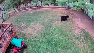 Family shocked to find bear and cubs at backyard bird feeder as mama bear charges - Fox News