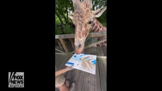 Giraffe paints artwork in honor of NBA draft - Fox News