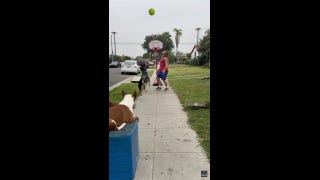  Dog skillfully shoots and scores a basket - Fox News