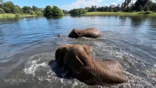 Elephants cool off with a dip in the lake - Fox News