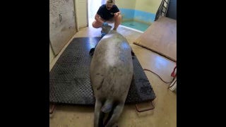 Harbor seal gets his weigh-in at Milwaukee zoo - Fox News