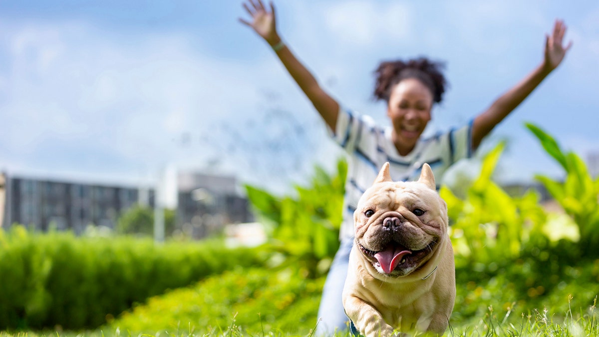 woman playing with her french bulldog puppy in the park