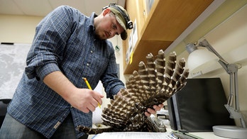 To save spotted owls, US officials plan to kill hundreds of thousands of another owl species