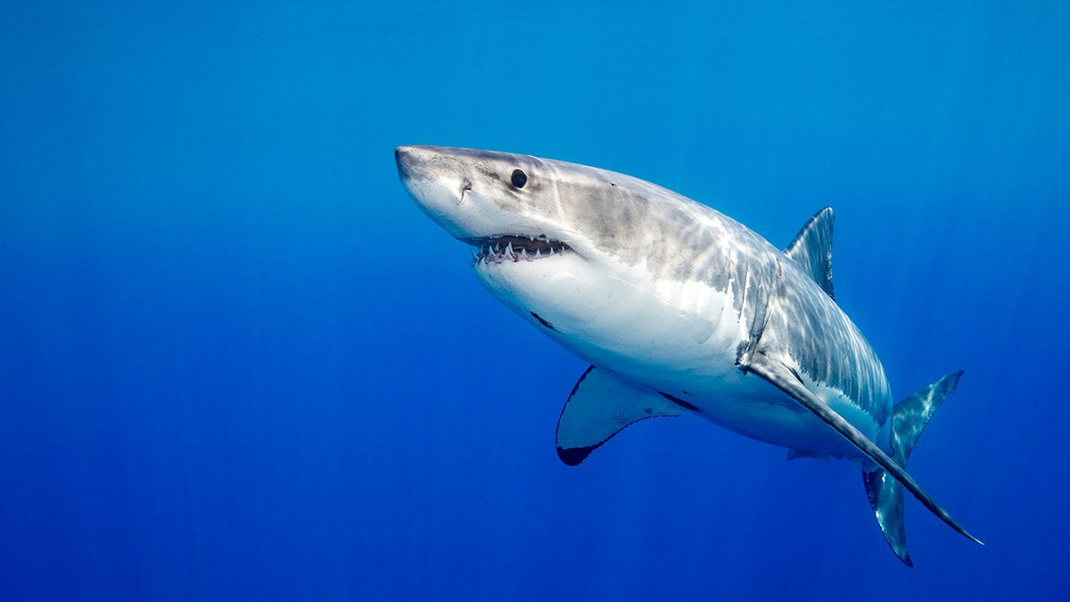 Great white shark